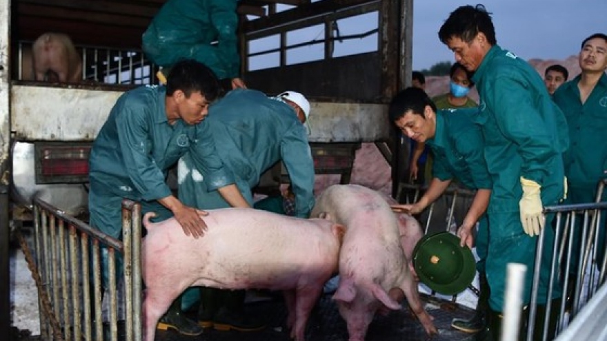 Thái Lan giảm xuất khẩu thịt heo sang Việt Nam